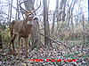 PA 9 pointer-9-point-nov-2009_2.jpg