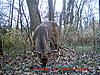 PA 9 pointer-9-point-nov-2009_3.jpg