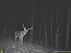 some very nice bucks-trail-cam_11_28_09-080.jpg