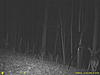 some very nice bucks-trail-cam_11_28_09-154.jpg