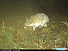 Coon and rabbit pics.-cdy_0001.jpg