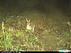 Coon and rabbit pics.-cdy_0004.jpg
