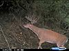  2009 Hunting Net Trail camera pictures-2009-wolf-creek-11-pt.jpg