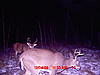 some trail cam pics...-mdgc0022.jpg