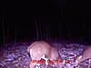 some trail cam pics...-mdgc0040.jpg