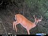  2009 Hunting Net Trail camera pictures-2009-wolf-creek-8-pt.jpg