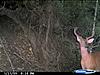  2009 Hunting Net Trail camera pictures-2009-wolf-creek-6-pt.jpg