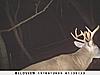 Bucks that made it through the season-sunp1001-640x480-.jpg