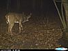 Bucks that made it through the season-cdy_0984-640x480-.jpg