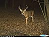 Bucks that made it through the season-cdy_0947-640x480-.jpg