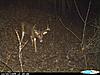 Bucks that made it through the season-cdy_0566-640x480-.jpg