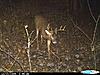 Bucks that made it through the season-cdy_0532-640x480-.jpg