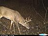 Bucks that made it through the season-cdy_0528-640x480-.jpg