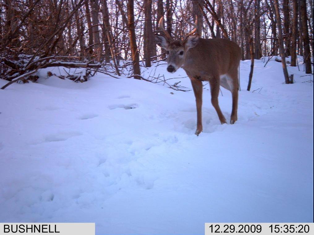 Name:  bushnell 255.jpg
Views: 95
Size:  89.0 KB