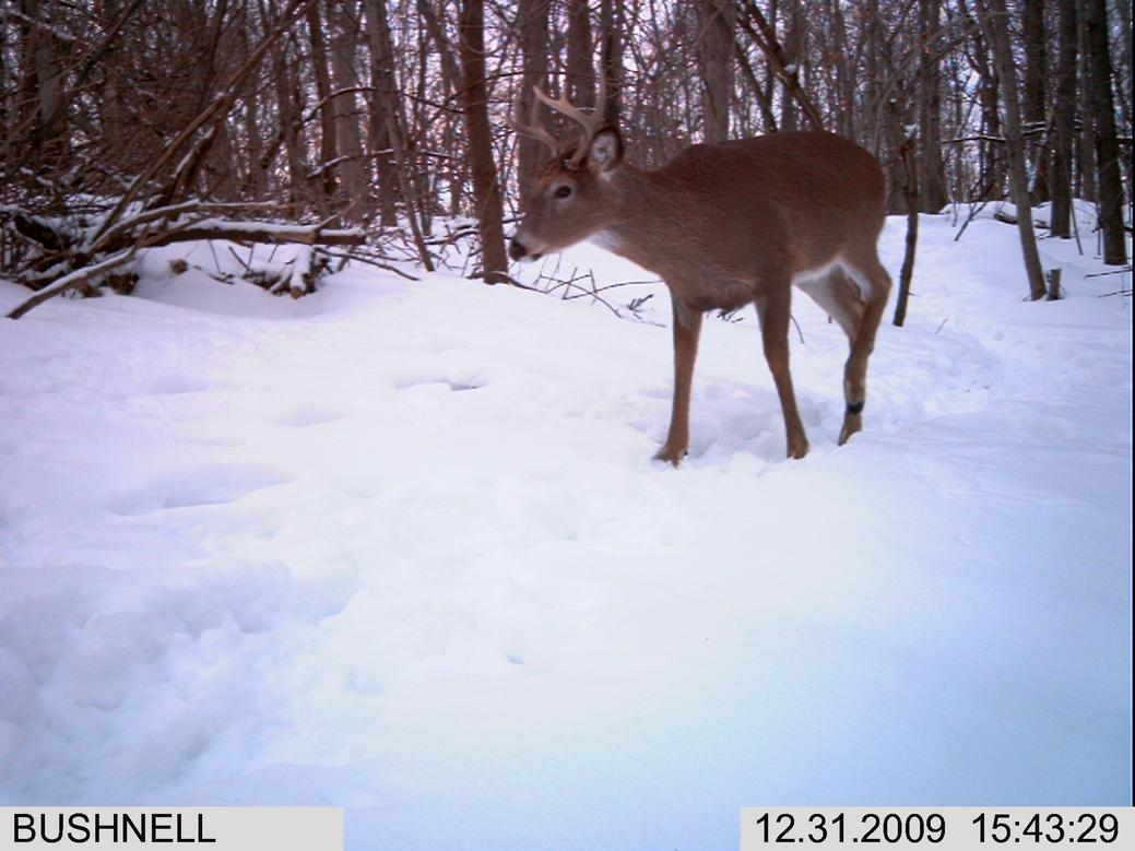 Name:  bushnell 555.jpg
Views: 92
Size:  88.1 KB