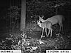 Bushnell's New Trophy Cam-im000027.jpg