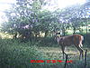 Look what showed up on the first night I had my camera out.-mdgc0016.jpg