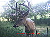 Look what showed up on the first night I had my camera out.-mdgc0020.jpg