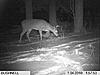 more Bushnell TC pictures-im000026.jpg