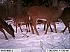 more Bushnell TC pictures-im000065.jpg