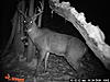 2010 Hunting Net Trail camera pictures!-pict0102.jpg