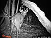 2010 Hunting Net Trail camera pictures!-pict0094.jpg