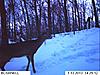 More Trophy Cam pics, same buck?-ten-point.jpg