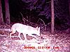 Highlights of 2009-august-coyote.jpg