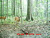 first fawn pic and big boy keeps coming back!-deer-013-big-guy1.jpg