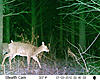 First deer pic with the Sniper , Shed Buck?-buckdoe.jpg