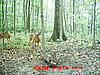 first fawn pic and big boy keeps coming back!-deer-014-big-guy2.jpg
