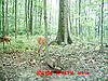 first fawn pic and big boy keeps coming back!-deer-015-bug-guy3.jpg