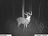 2010 Hunting Net Trail camera pictures!-trailcam-grandmoms-238.jpg