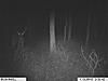 2010 Hunting Net Trail camera pictures!-1trailcam-grandmoms-257.jpg