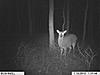 2010 Hunting Net Trail camera pictures!-trailcam-grandmoms-066.jpg