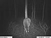 2010 Hunting Net Trail camera pictures!-trailcam-grandmoms-072.jpg