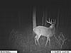 2010 Hunting Net Trail camera pictures!-1trailcam-grandmoms-248.jpg