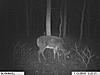 2010 Hunting Net Trail camera pictures!-trailcam-grandmoms-208.jpg