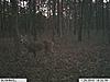 2010 Hunting Net Trail camera pictures!-grandmoms-cam-1-050.jpg