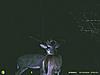 2010 Hunting Net Trail camera pictures!-2010-trailcam-033.jpg