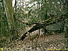 2010 Hunting Net Trail camera pictures!-my-trail-cam.jpg