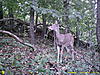 2010 Hunting Net Trail camera pictures!-sunp0018.jpg
