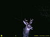 2010 Hunting Net Trail camera pictures!-2010-trailcam-027.jpg