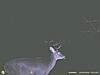 2010 Hunting Net Trail camera pictures!-2010-trailcam-16.jpg