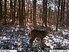 Best camera at Good Price-trailcam-grandmoms-076.jpg