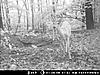 Some Real Nice Pa Bucks-mdgc0281.jpg