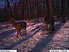 First pics from the trophy cam-im000145-800x600-.jpg