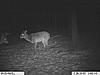 First pics from the trophy cam-im000195-800x600-.jpg