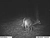 First pics from the trophy cam-im000205-800x600-.jpg