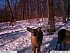 First pics from the trophy cam-im000232-800x600-.jpg